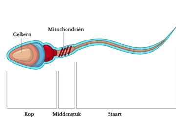 Schematische weergave van de structuur van een zaadcel, met de kop, het middenstuk en de staart. De kop bevat het DNA, het middenstuk de mitochondriën voor energie, en de staart zorgt voor beweging.