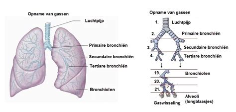 Schematische weergave van de ontwikkeling van de alveoli in de foetale longen