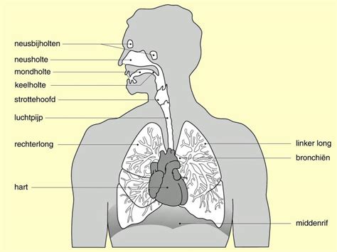 Schematische weergave van de luchtwegen bij een kind met verkoudheid.