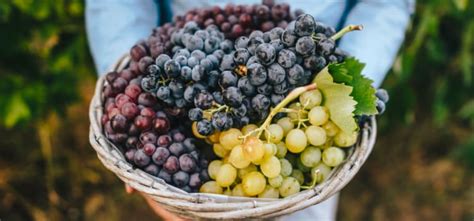 Illustratie van de Pampas del Sur Rosé fles met een overzicht van de druivensoorten Merlot en Malbec.