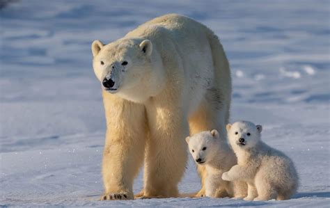 Een moederijsbeer met haar pasgeboren welpen in een sneeuwhol.