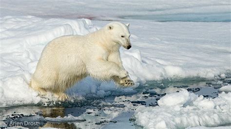 Een ijsbeer die geduldig wacht bij een ademgat in het ijs.