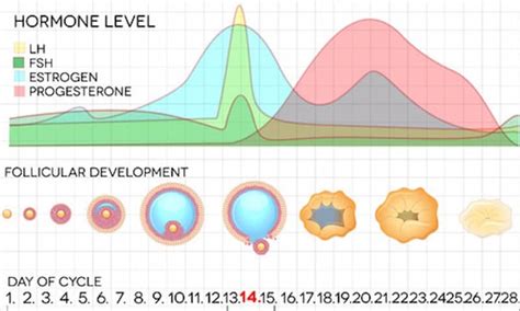 grafiek die de stijging van oestrogeen en bloedvolume tijdens de zwangerschap weergeeft