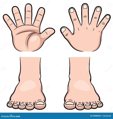 Illustratie van de foetale ontwikkeling van handen en voeten.