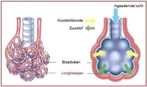 Schematische weergave van longblaasjes met en zonder surfactant.