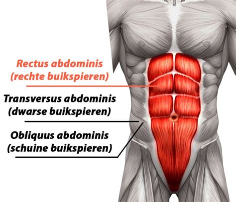 Schematische weergave van de buikspieren met en zonder diastase.