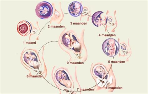 Schema van de bloedtoevoer naar de placenta tijdens zwangerschap