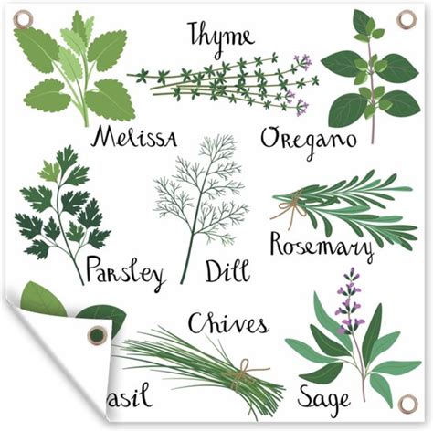 illustratie van diverse medicinale kruiden