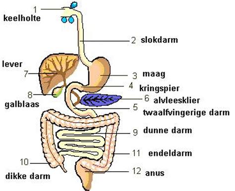 Schema van het spijsverteringsstelsel van een baby met mogelijke oorzaken van krampjes