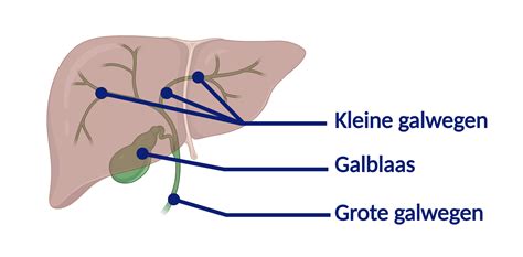 Illustratie van de lever en galwegen, met nadruk op de galstroom.