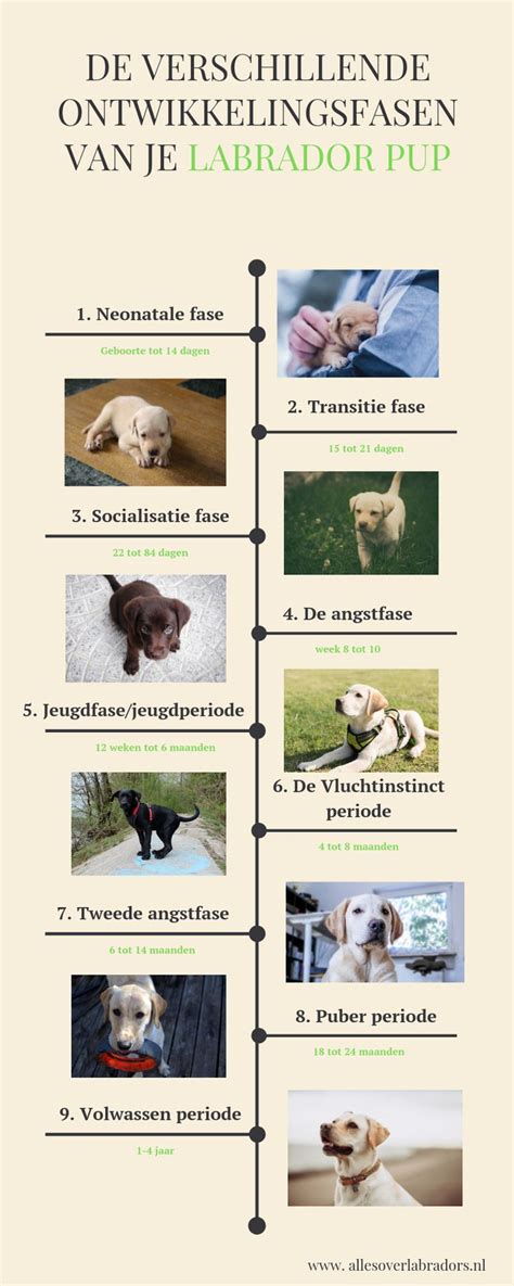 Illustratie van de ontwikkeling van een puppy, met mijlpalen zoals openen van ogen, eerste stapjes en speenleeftijd.