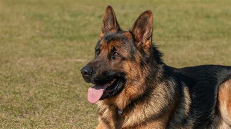 Een volwassen hond die ontspannen in de tuin ligt.