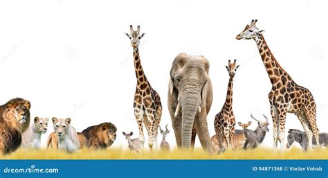 Een gevarieerde collectie plastic speelgoeddieren, waaronder leeuwen, olifanten en giraffen, tentoongesteld op een speelse ondergrond.