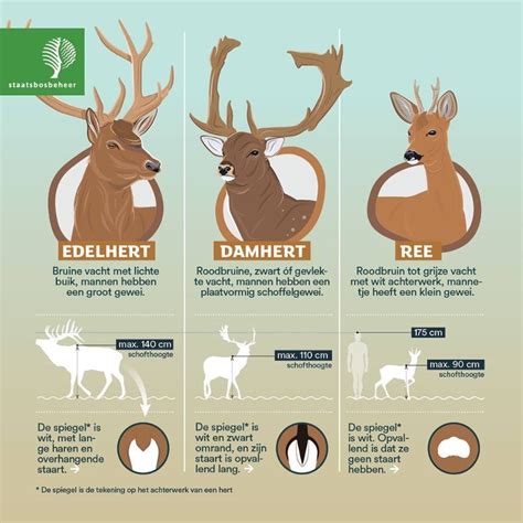 Een selectie van diverse houten speelgoeddieren, waaronder een hert, een beer en een olifant, met aandacht voor detail en afwerking.