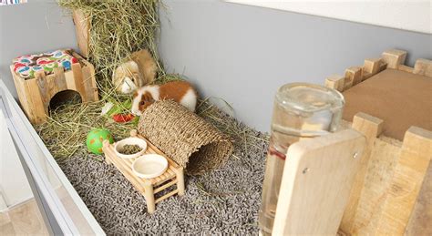 Een cavia die veilig aan een houten speelgoedje knabbelt.