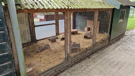Een cavia-verblijf met diverse schuilmogelijkheden zoals huisjes en tunnels.