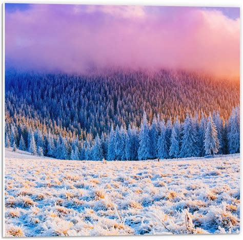 besneeuwd landschap op de Kahler Asten met naaldbomen