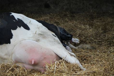 Schema dat de verschillende fases van de geboorte van een kalf toont, inclusief de rol van de moeder en de omgeving.