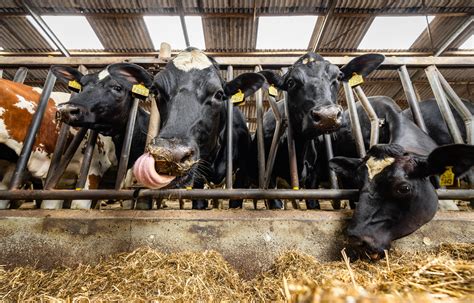 Infographic die de belangrijkste gezondheidsproblemen bij melkkoeien en kalveren weergeeft.