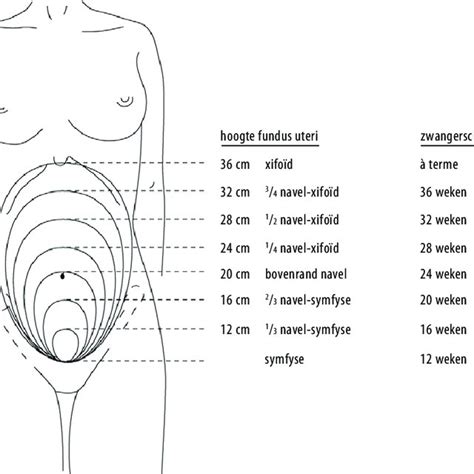 Illustratie van anatomische referentiepunten op de buik voor fundusmeting.