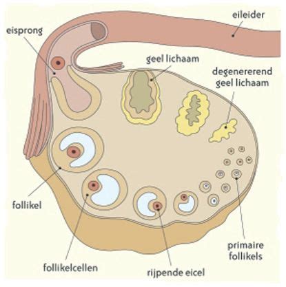 een illustratie van de eierstokken met meerdere follikels