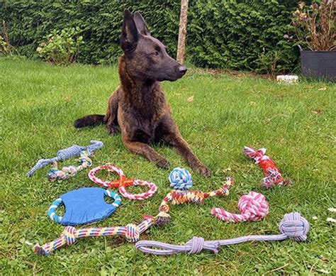 Collage van verschillende hondenspeeltjes, waaronder de