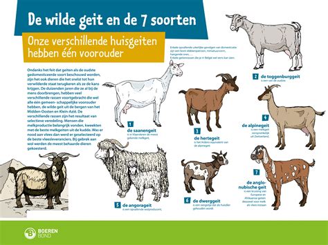 een overzichtsschema van de dracht van een geit, met de verschillende periodes aangegeven