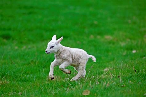 een pasgeboren lammetje wordt schoongelikt door de moedergeit