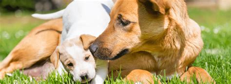 hond in een kraamruimte met pasgeboren pups