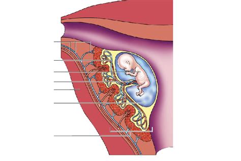 schematische weergave van een baby die zich in de baarmoeder positioneert met het hoofd naar beneden