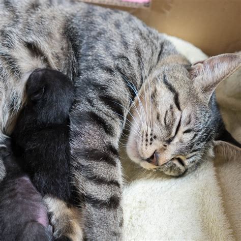 Overzicht van fysieke en gedragsmatige veranderingen bij een zwangere kat