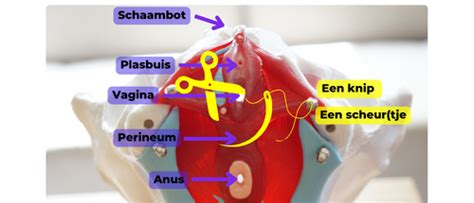 medische illustratie van het perineum en de baarmoeder na de bevalling