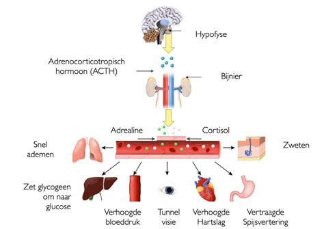 Schema dat de hormonale reactie van de toeschietreflex illustreert, van tepelstimulatie tot oxytocineafgifte en melkstroom.