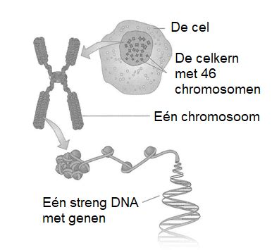 illustratie van een menselijke huidcel met de kern die DNA bevat