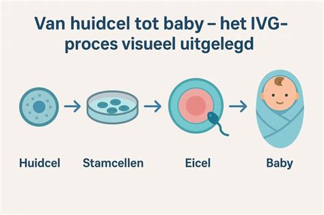 diagram dat de transformatie van een huidcel naar een stamcel en vervolgens naar een geslachtscel illustreert