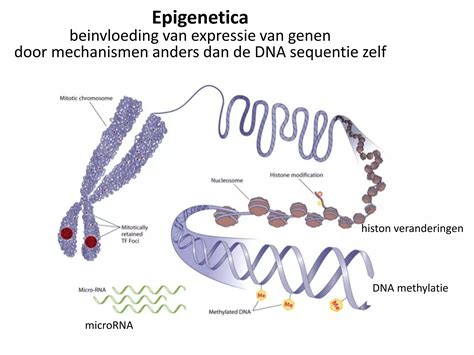 illustratie van DNA-methylatie en de rol van epigenetica