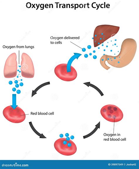 Illustratie van de ademhalingscyclus met CO2- en O2-symbolen
