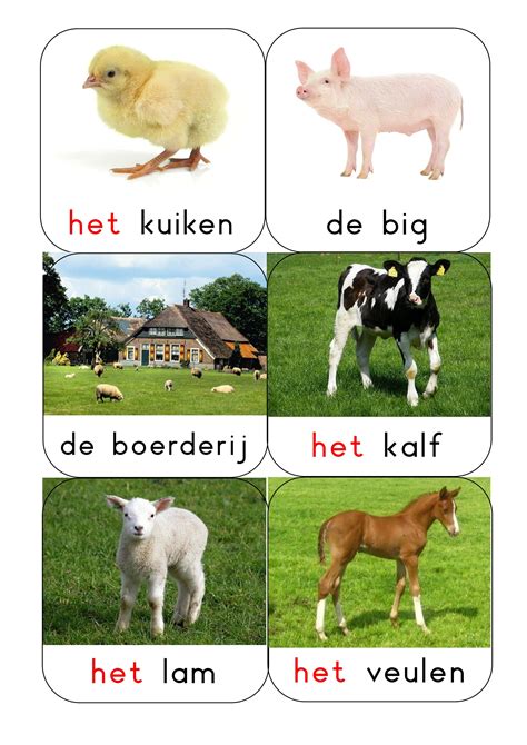 Voorbeeld van woordenkaarten met jungle dieren en gerelateerde begrippen.