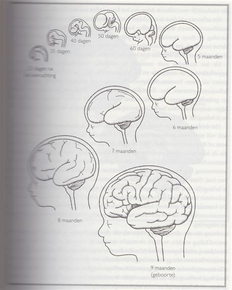 schema hersenontwikkeling baby door aanraking