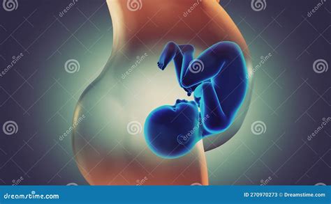 Illustratie van baby in baarmoeder met 3D/4D echo weergave