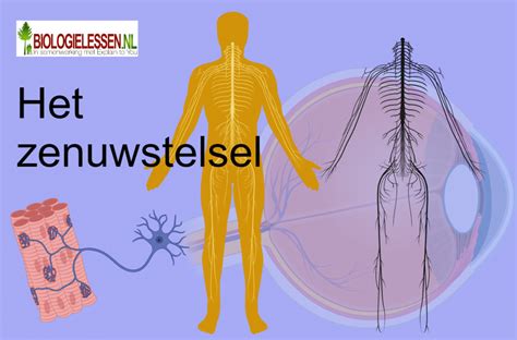 diagram van de ontwikkeling van het zenuwstelsel van een foetus