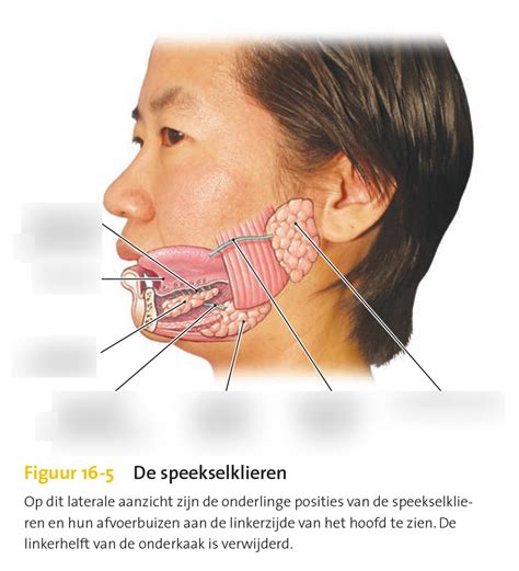 Illustratie van gezwollen speekselklieren bij bof
