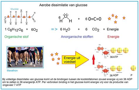 Diagram dat de PH-test en varentest illustreert.