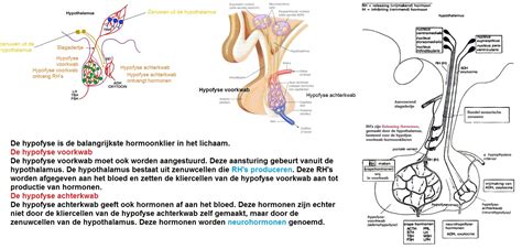 Visuele weergave van de hypothalamus en de signaaloverdracht bij honger.