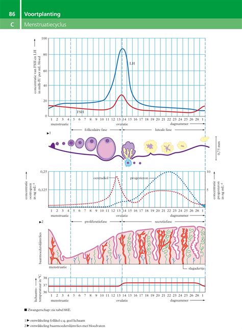 grafiek met stijgende hCG-waarden gedurende de zwangerschap
