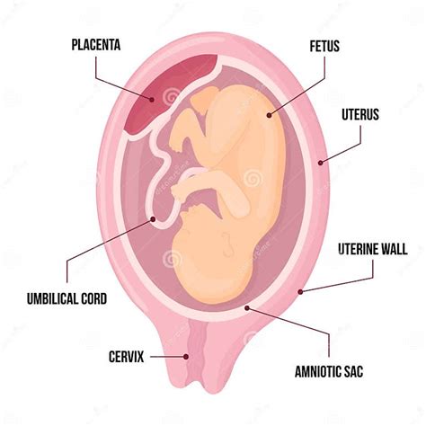 Illustratie van een foetus in de baarmoeder met verbonden placenta