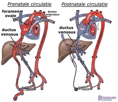 Illustratie die de duur van prenatale en postnatale rust aangeeft