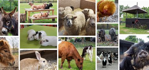 kinderboerderij met diverse dieren