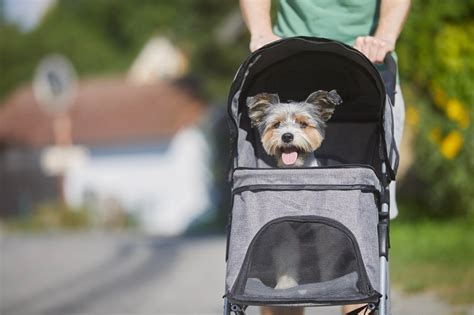 Een hond die comfortabel in een hondenbuggy zit met een kap die voor ventilatie zorgt.
