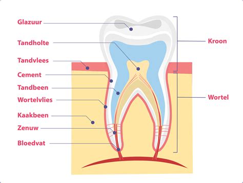 Illustratie van tand met glazuur en dentine, met uitleg over doorschijnendheid